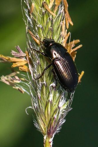Amara sp.